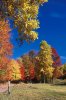 Griffon fall color scene.jpg - 